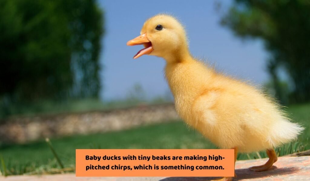 Why Does My Baby Duck Keep Chirping?