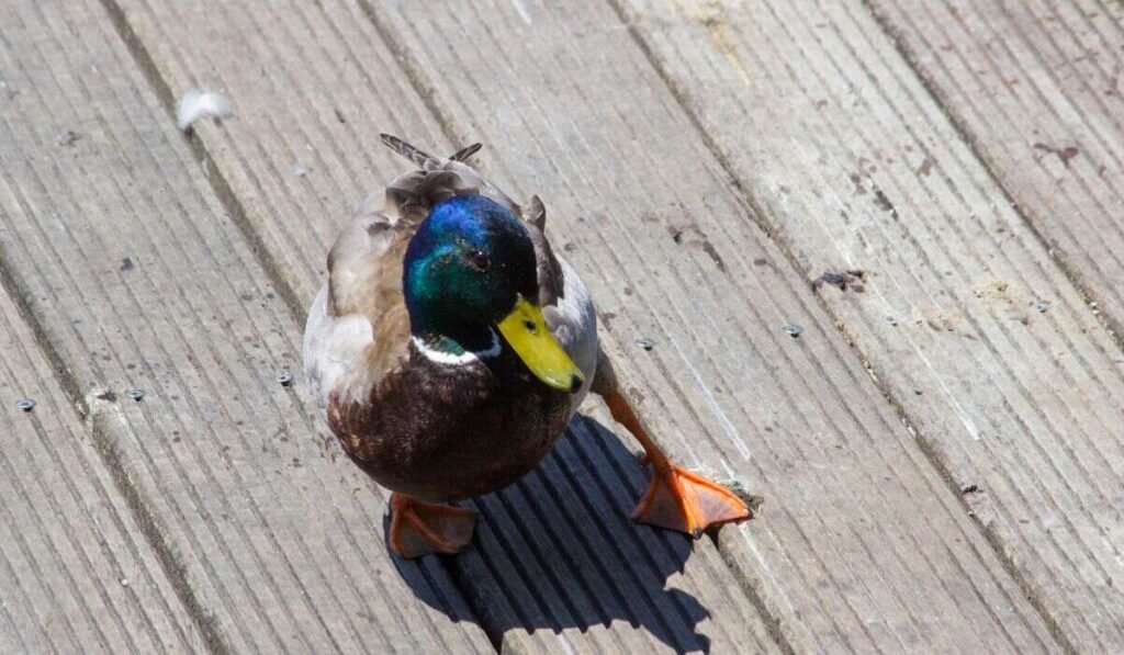 Understand 6 Potential Causes Behind Ducks Broken Legs