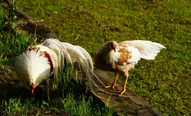 Are Yokohama Chickens Right for You? Find Out!