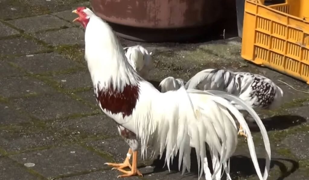 Yokohama Chickens