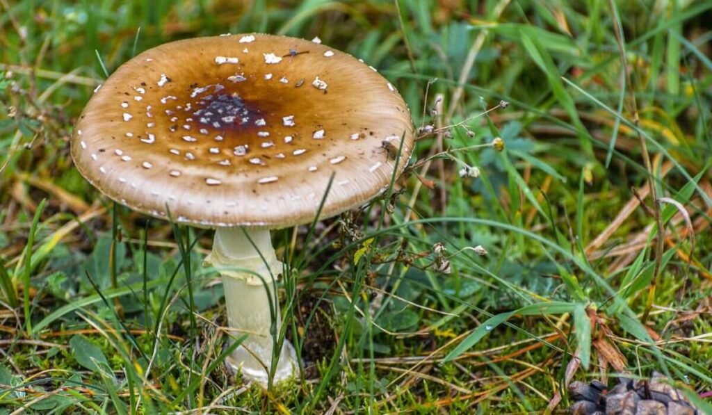 4 Ways To Recognize A Toxic Mushroom