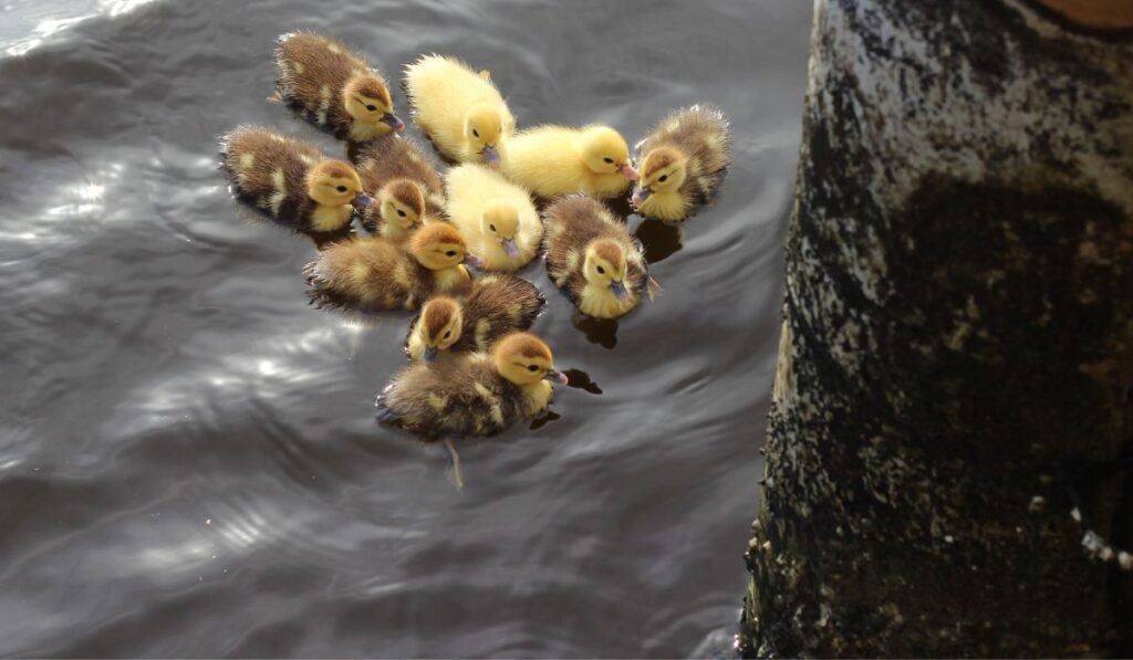 Do Baby Ducks Need Water To Swim In?