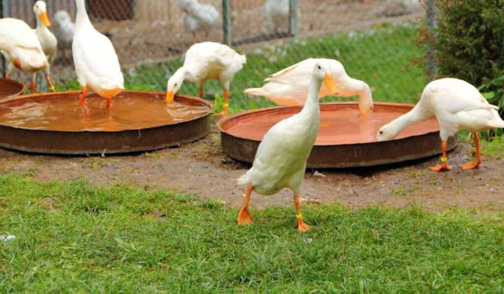 6 Proven Tips on How to Protect My Ducks From Predators