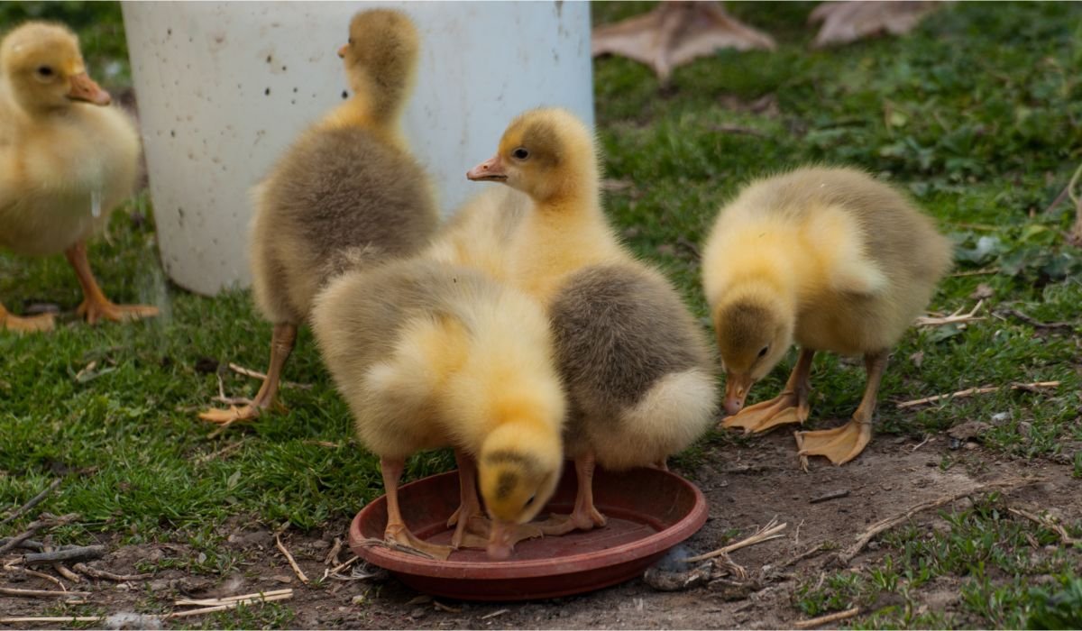 Can Ducks Eat Peaches? 7 Notable Nutrition - FowlFamily