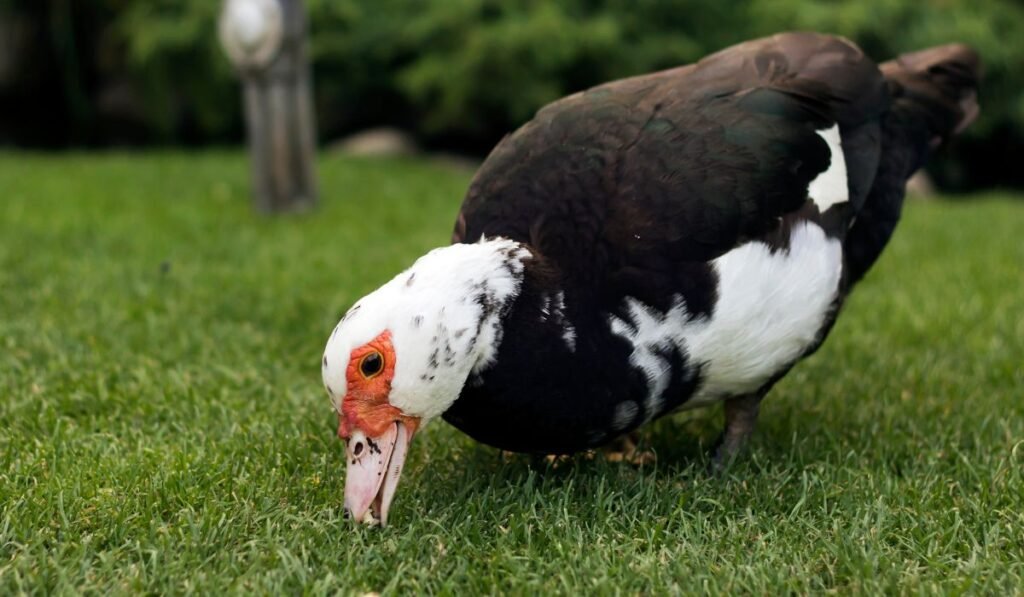 Why are onions toxic for ducks?