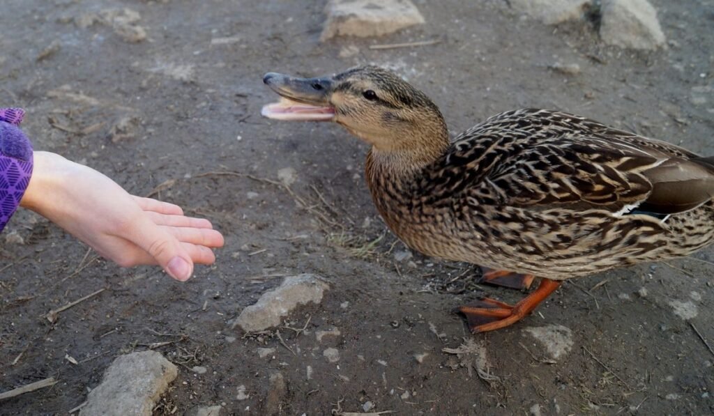 duck 6