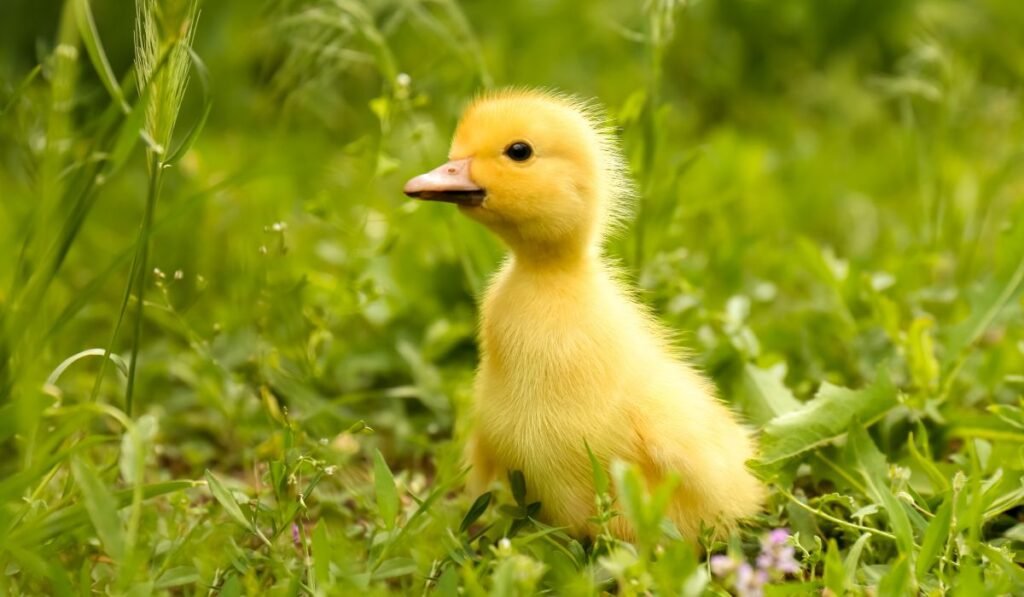 Can baby ducks eat onions?