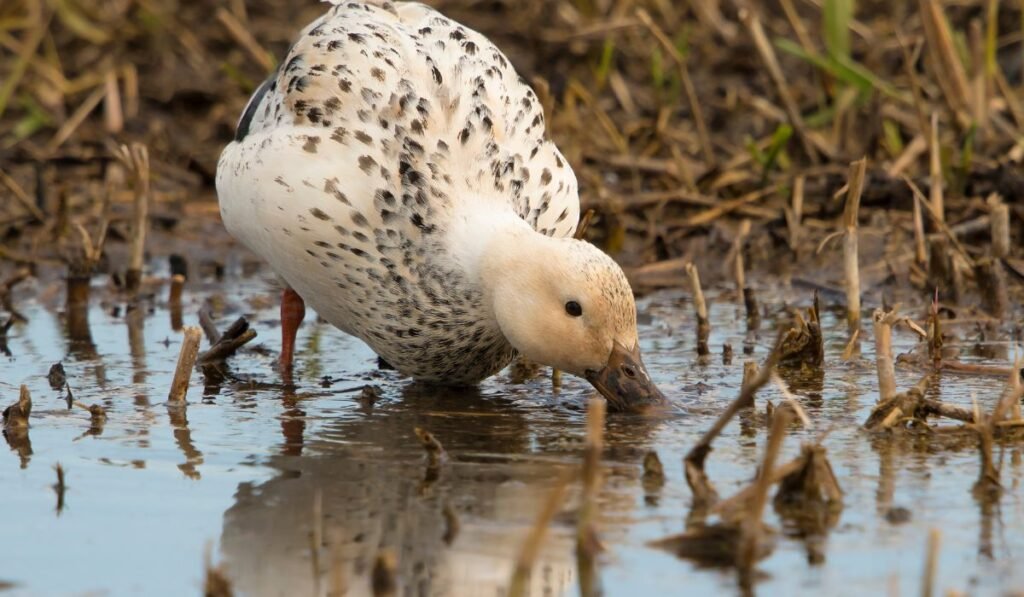 What Should be the Foraging Time for the Ducks? Morning is Safer!