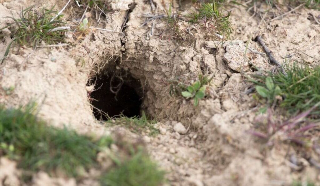 Prompt Action Against Holes