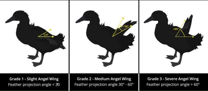 Different stages of Angel Wing Severity