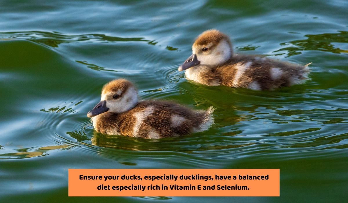 How Do You Fix Wry Neck In Ducks? [5 Key Treatment Tips!]