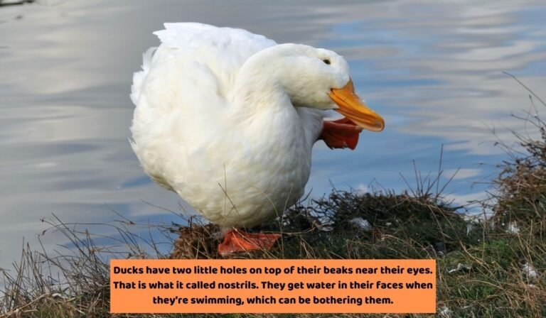 Why Is My Duck Sneezing? [2 Significant Reasons]