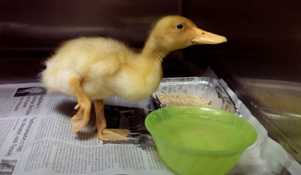 8 Signs Of Ducks With Broken Legs