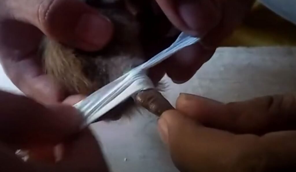 How To Fix A Broken Duck Leg? A Quick Treatment!