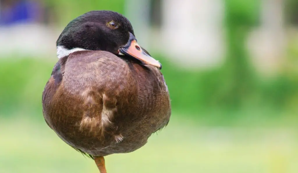 How To Fix A Broken Duck Leg? [3 Effective Treatments!]