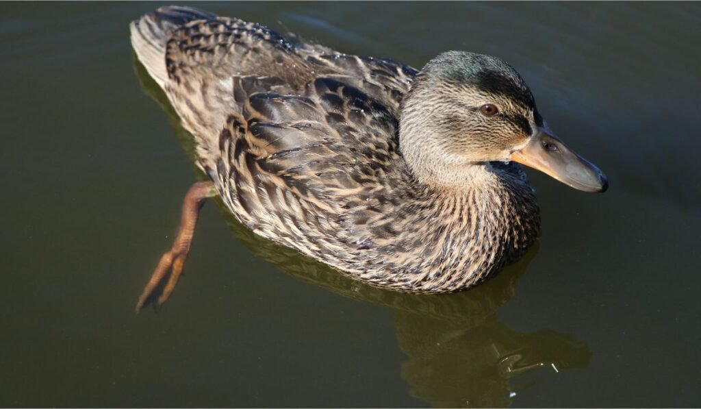 Can A Ducks Broken Leg Heal On Its Own?