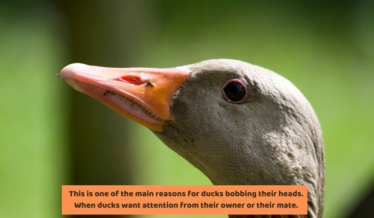 Why Do Ducks Bob Their Heads? 6 Key Reasons Fowlfamily