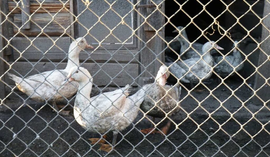 8 Key Tips To Keep Your Duck Coop Clean