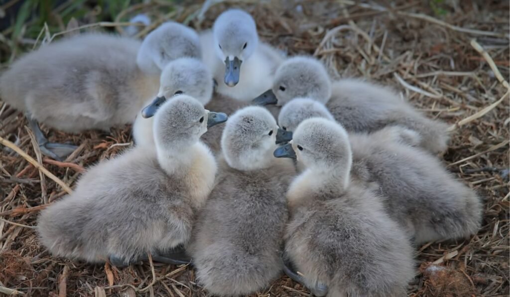 Do Ducklings Need Extra Care? Keep 3 Things In Mind!