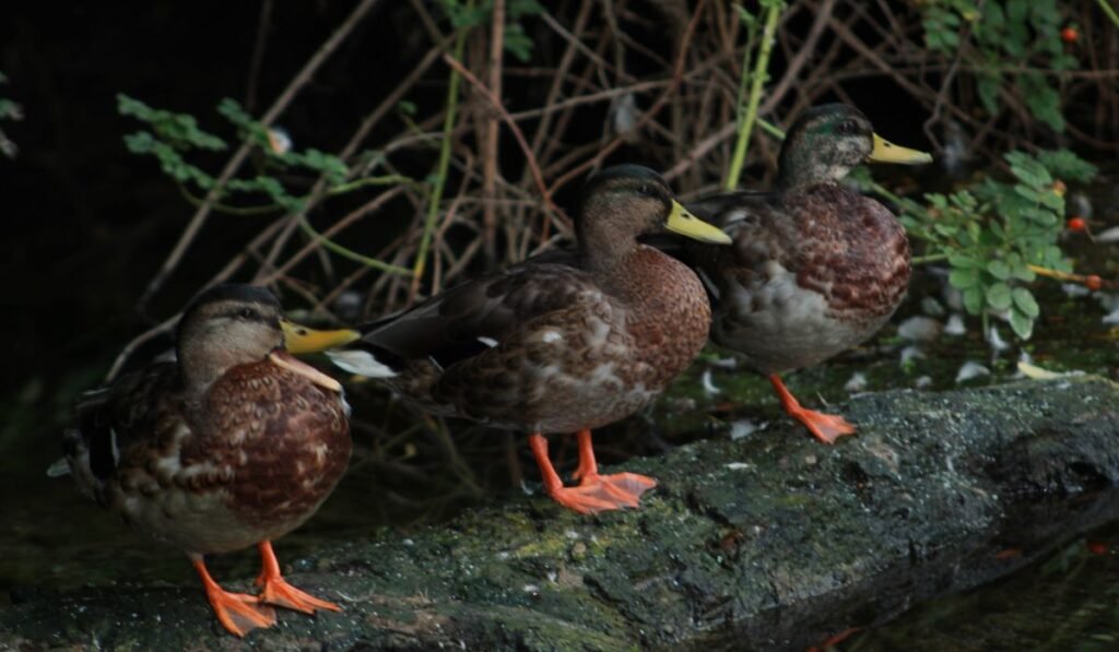 Why Do Ducks Quack At Night? 7 Reasons!
