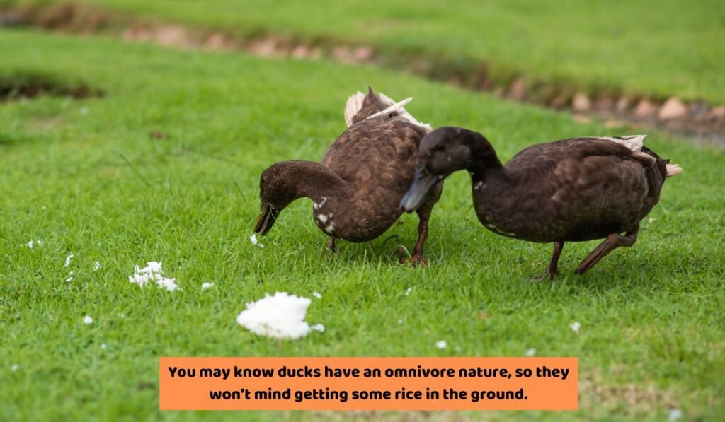 Can Ducks Eat Rice? Myth You May Heard!
