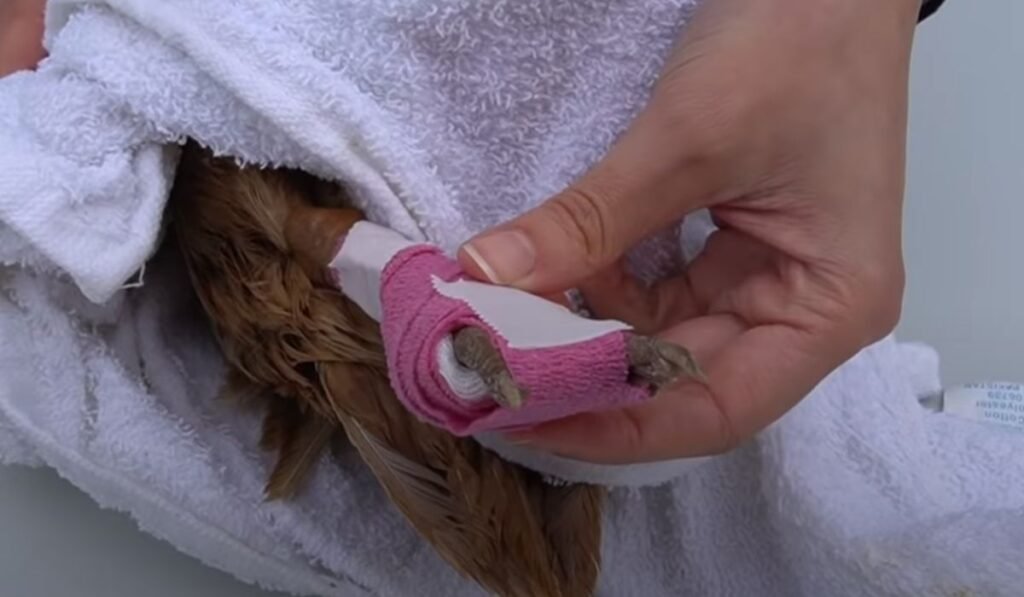 Bandage the Foot