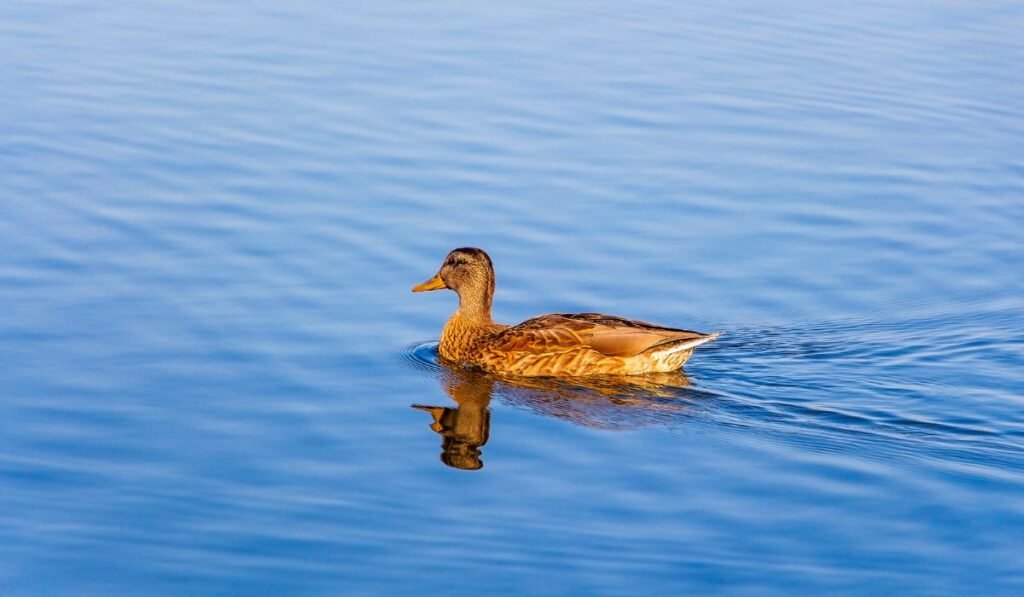 Do Ducks Need Water To Swim In