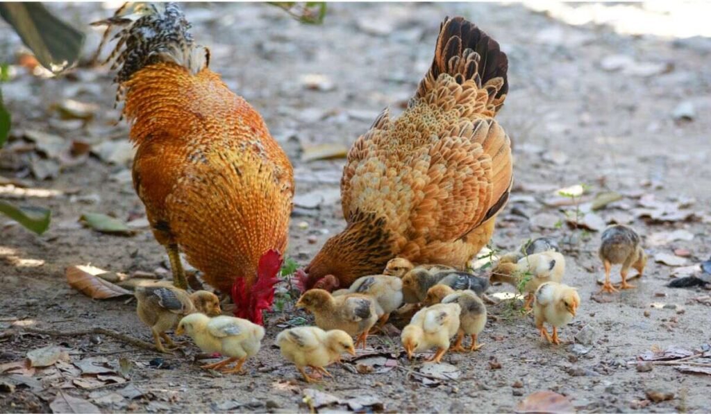 5 Health Benefits of Feeding Chia Seeds: How Nutrients Work for Chickens?