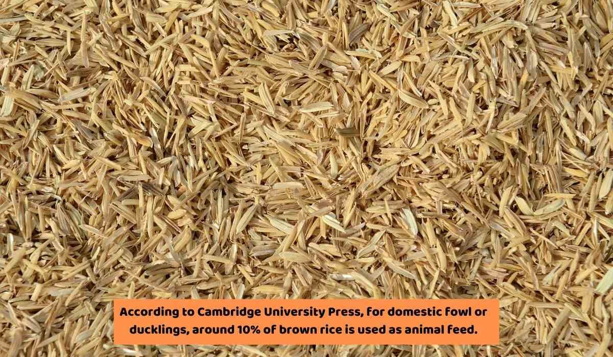 Can Ducks Eat Rice? [Suitability Check Of 11 Rice Forms!]