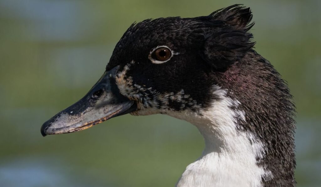 What Purpose Does Duclair Duck Breed Serve the Best for? 4 Key Facts!