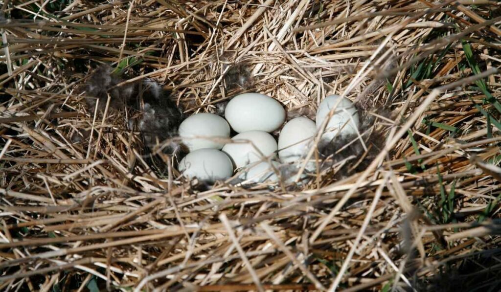 2 Reasons Why Ducks Move Their Eggs
