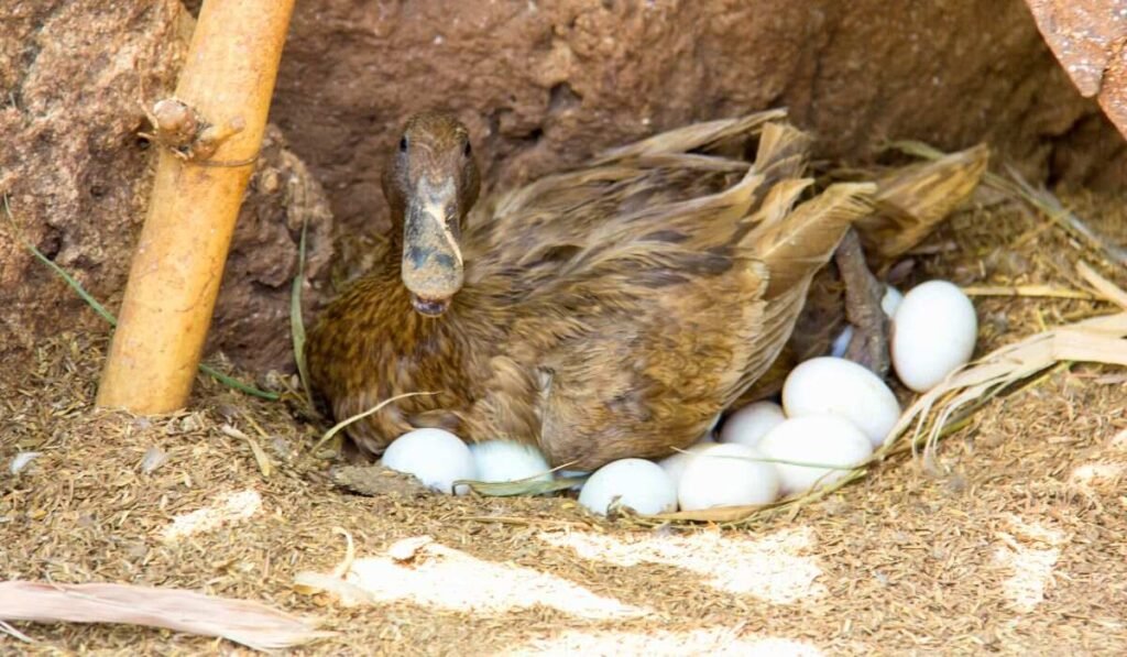 Why Do Ducks Burying Eggs?