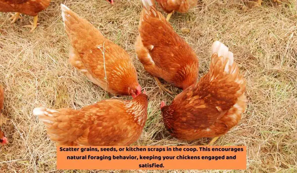 Additional Enrichment Ideas For Chicken Swing