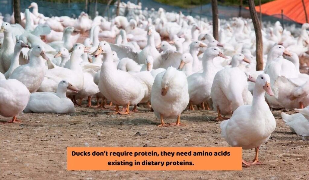 How Feeding Rice Benefits The Ducks Health