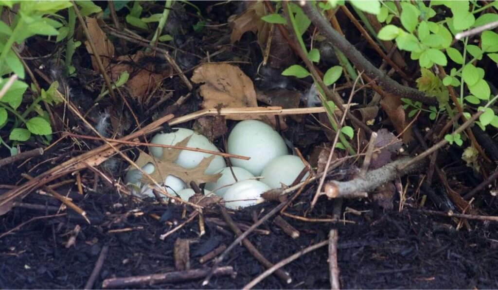 Do Ducks Bury Their Eggs?
