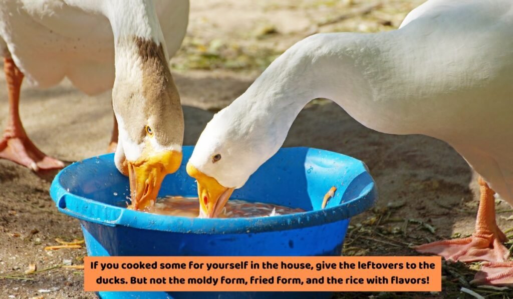 How Can You Feed Rice To Ducks? Preparations!