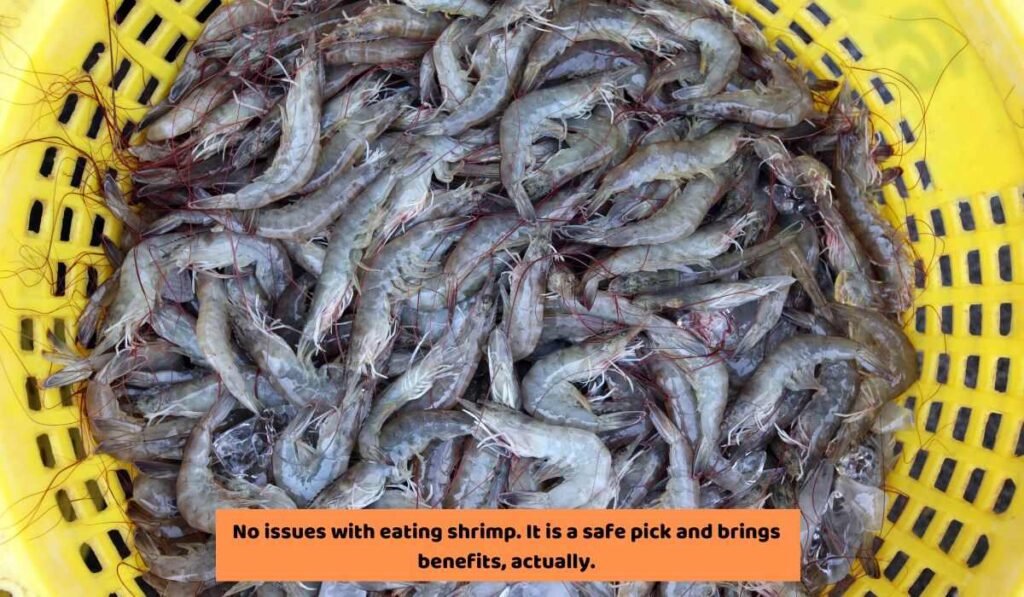 Can Ducks Eat Shrimp? Surely One Of The Best Treat! FowlFamily