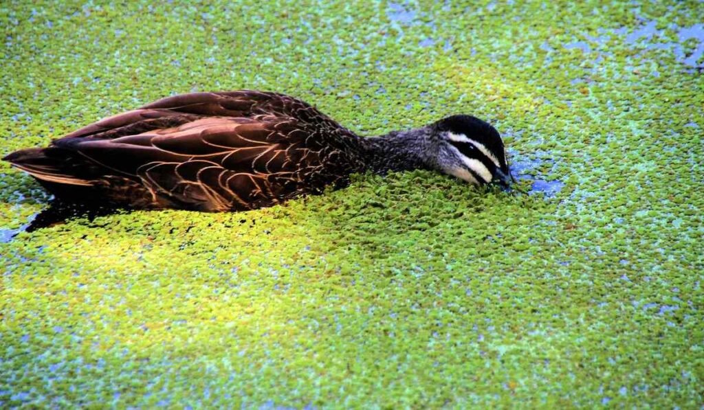 Do Ducks Like Algae? They’re Attractive