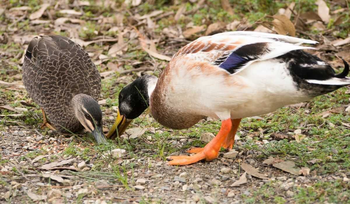 Can Ducks Eat Pecans? [4 Benefits And Precautions!]