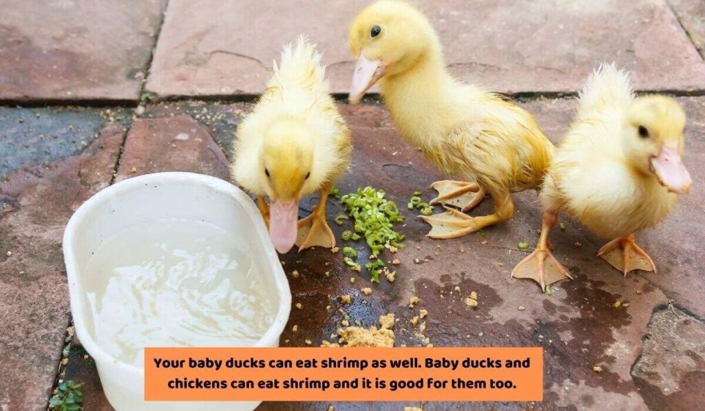 Can Baby Ducks Eat Shrimp? Sure, But Boiled and Chopped