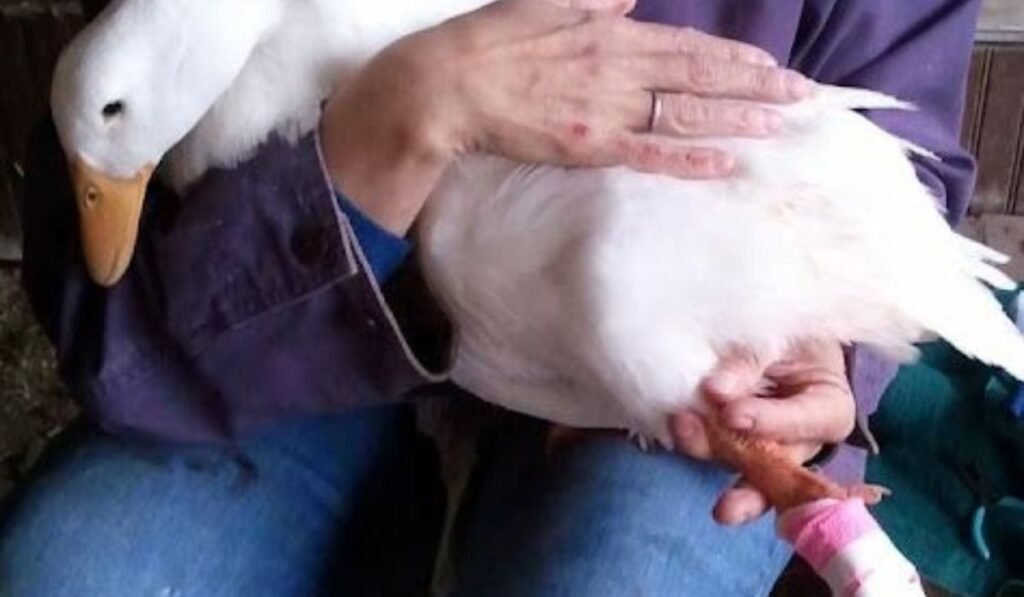 Treatment for Bumblefoot in Ducks -