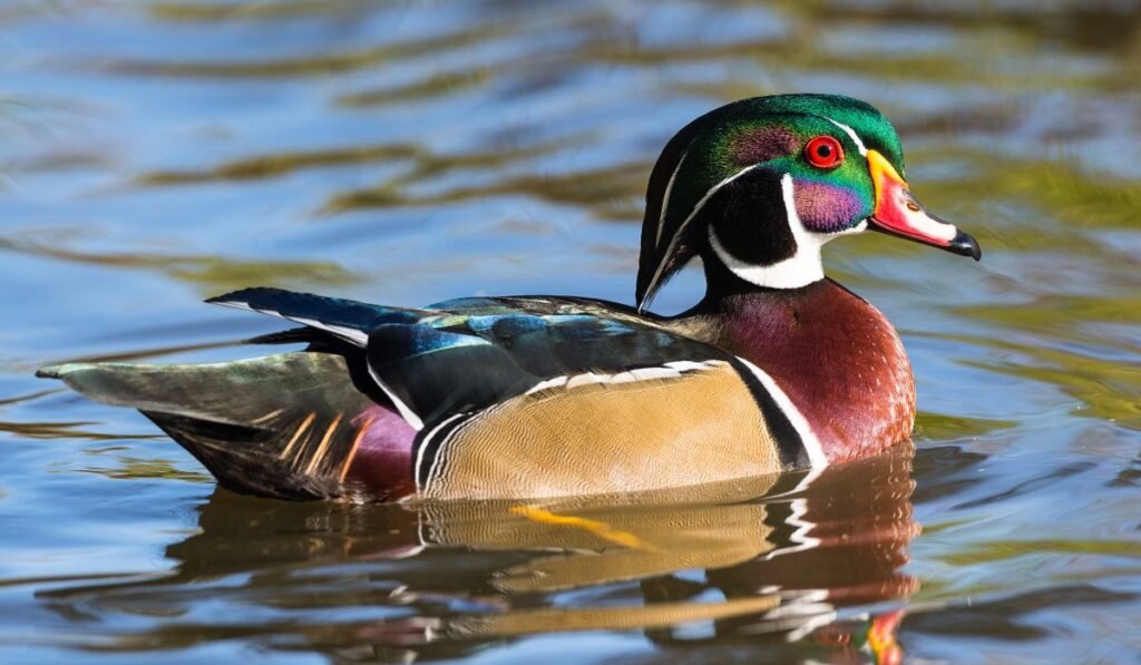 Do All Ducks Swim In Water