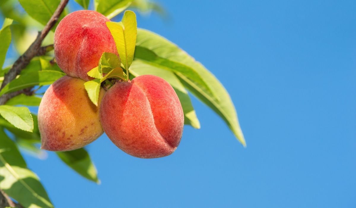 Can Ducks Eat Peaches? 7 Notable Nutrition - FowlFamily