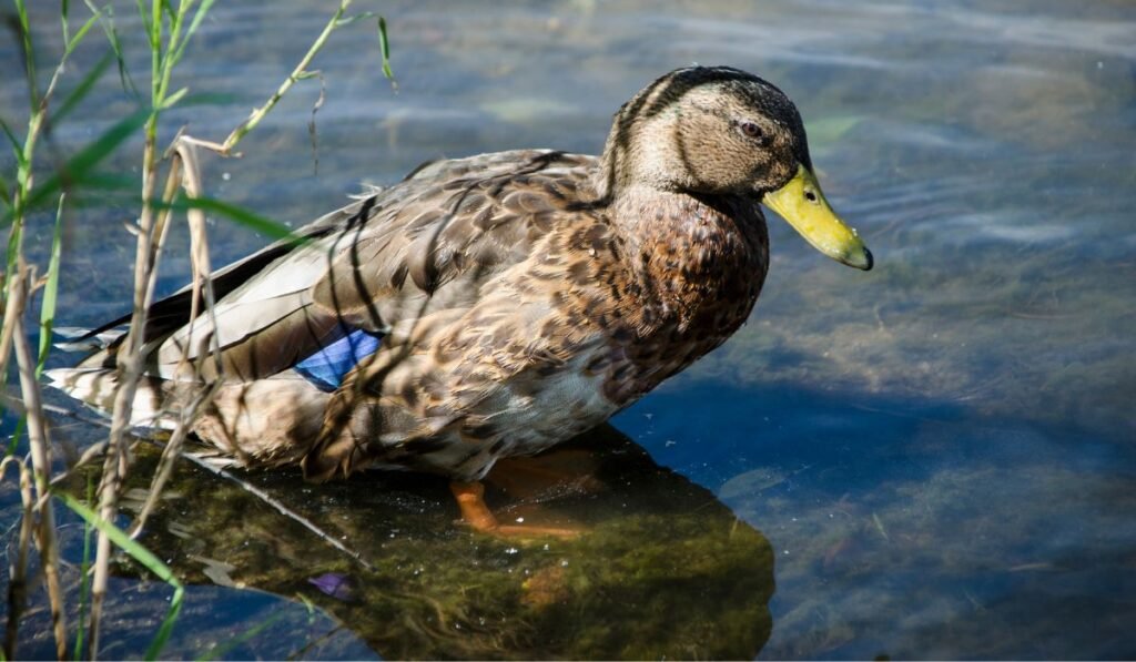 Do Ducks Die from Eating Onions?
