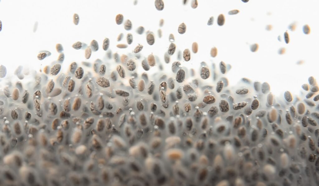 Can Chickens Eat Chia Seeds in Water?