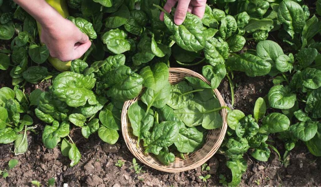 Spinach