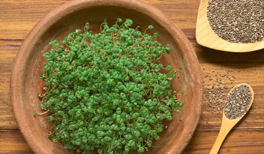 But how do you sprout chia seeds for chickens?
