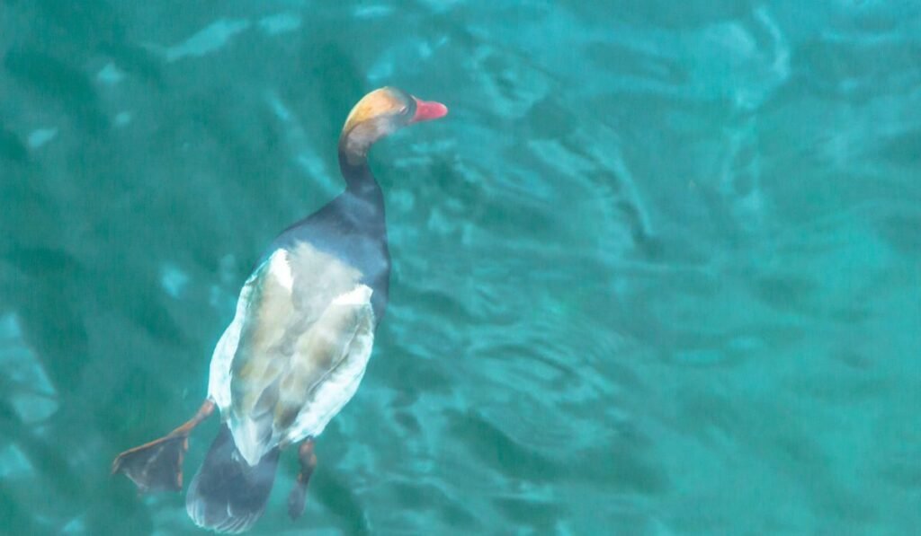 Can Ducks Swim Underwater?