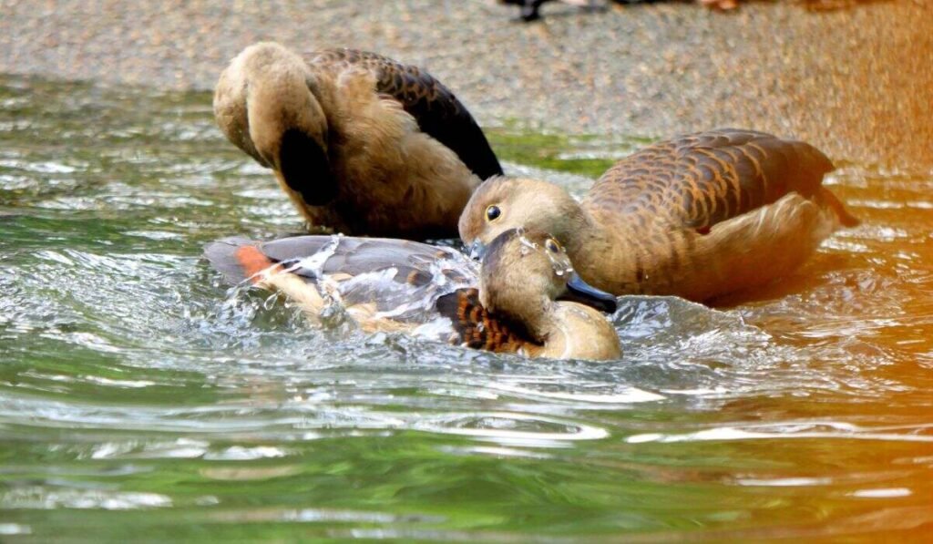 4 Reasons Why Are Ducks Messy