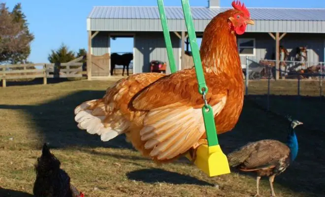 15 Chicken Boredom Buster Ideas To Keep Them Entertained In Winter!